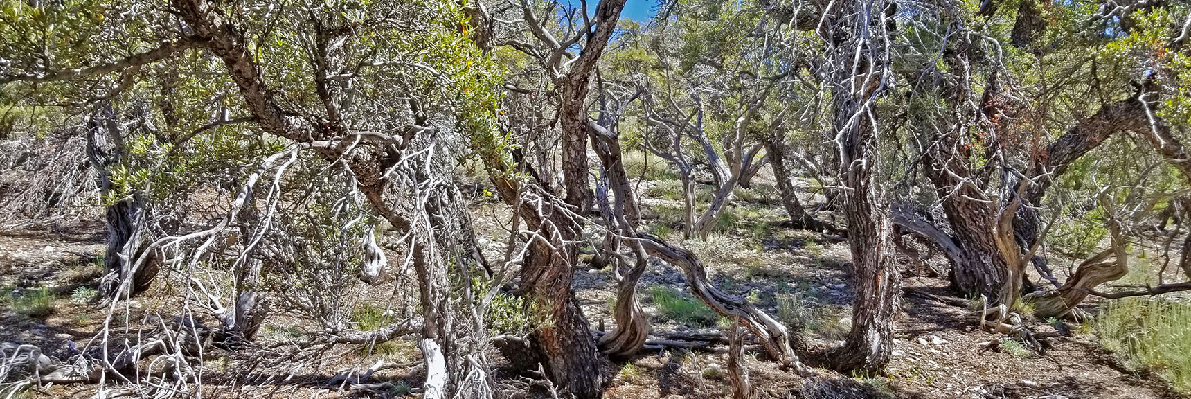 Brush Never Gets Thicker Than This. Easy to Weave Through Openings | Black Rock Sister | Mt Charleston Wilderness | Lee Canyon | Spring Mountains, Nevada