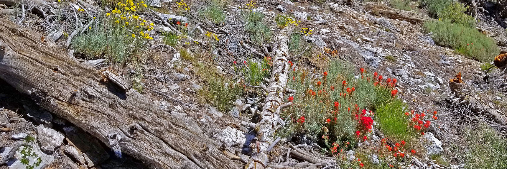 Wild Flowers Scattered Along the Approach Ridge | Black Rock Sister | Mt Charleston Wilderness | Lee Canyon | Spring Mountains, Nevada