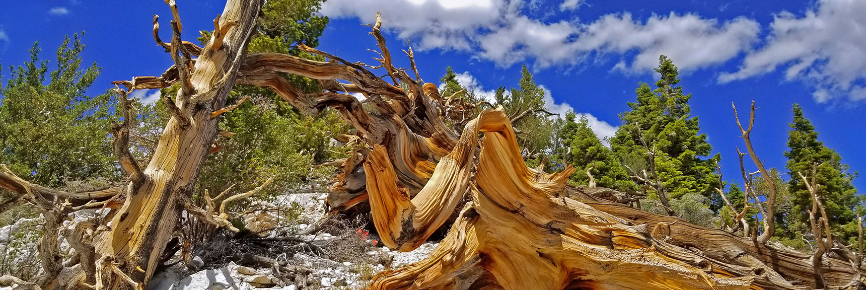 Natural Bristlecone Wood Art | Black Rock Sister | Mt Charleston Wilderness | Lee Canyon | Spring Mountains, Nevada