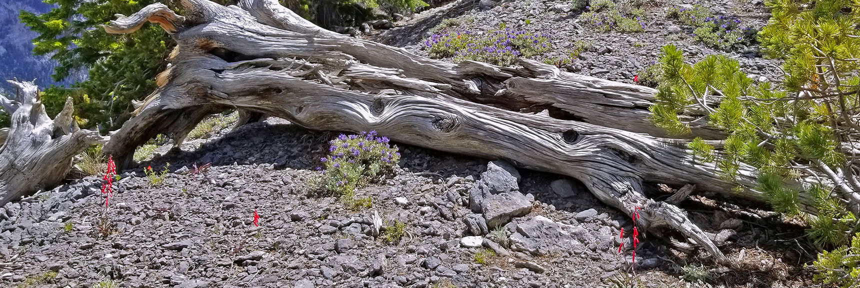 More Wild Flowers on the Upper Ridge | Black Rock Sister | Mt Charleston Wilderness | Lee Canyon | Spring Mountains, Nevada