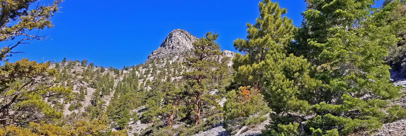 Closing in on 9000ft on Main Approach Ridge. Beautiful, Open Pine Forest. | Macks Peak | Mt Charleston Wilderness | Spring Mountains, Nevada