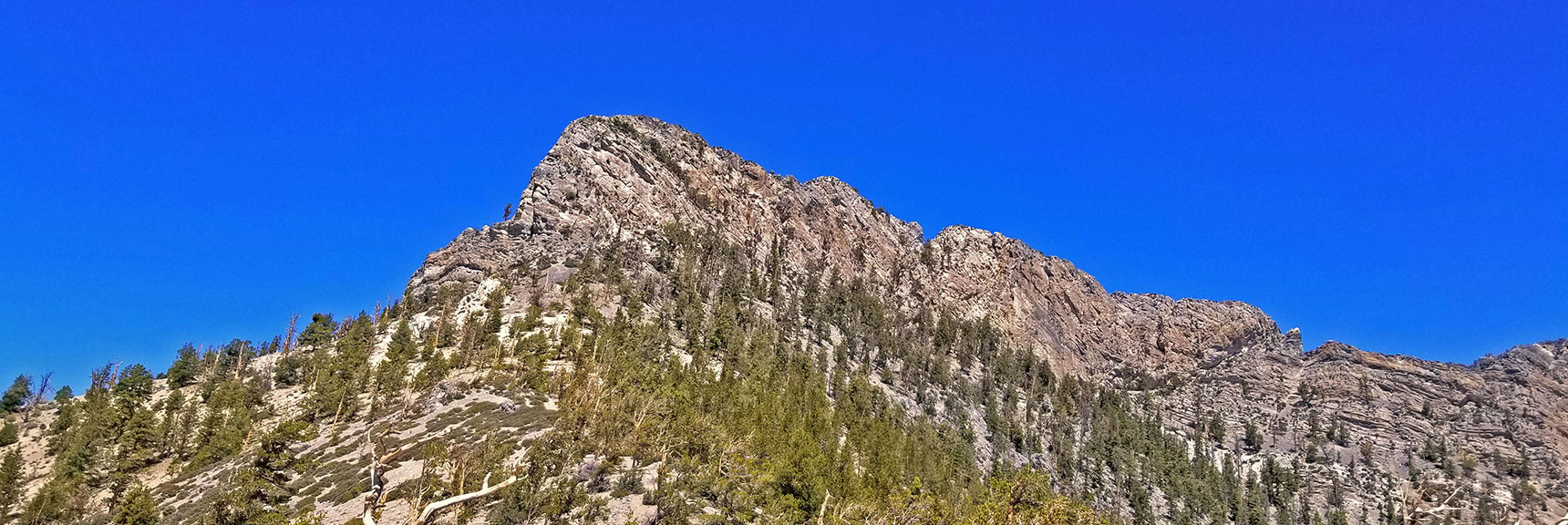 On Return Trip Took Ridge Branching Off to Right from Approach Ridge High Point Just Ahead | Macks Peak | Mt Charleston Wilderness | Spring Mountains, Nevada