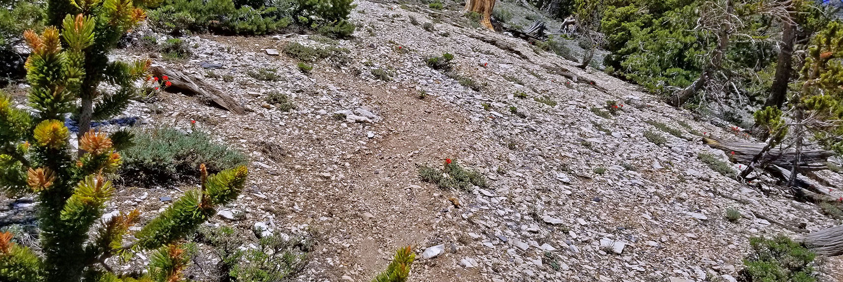 Faint Summit Trail Winds Around Toward Final Approach Amid Bristlecone Pines | Macks Peak | Mt Charleston Wilderness | Spring Mountains, Nevada