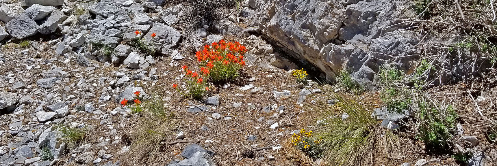 More Spring Flowers Near Final Summit Approach (2nd Week in June, Spring Just Beginning Here) | Macks Peak | Mt Charleston Wilderness | Spring Mountains, Nevada