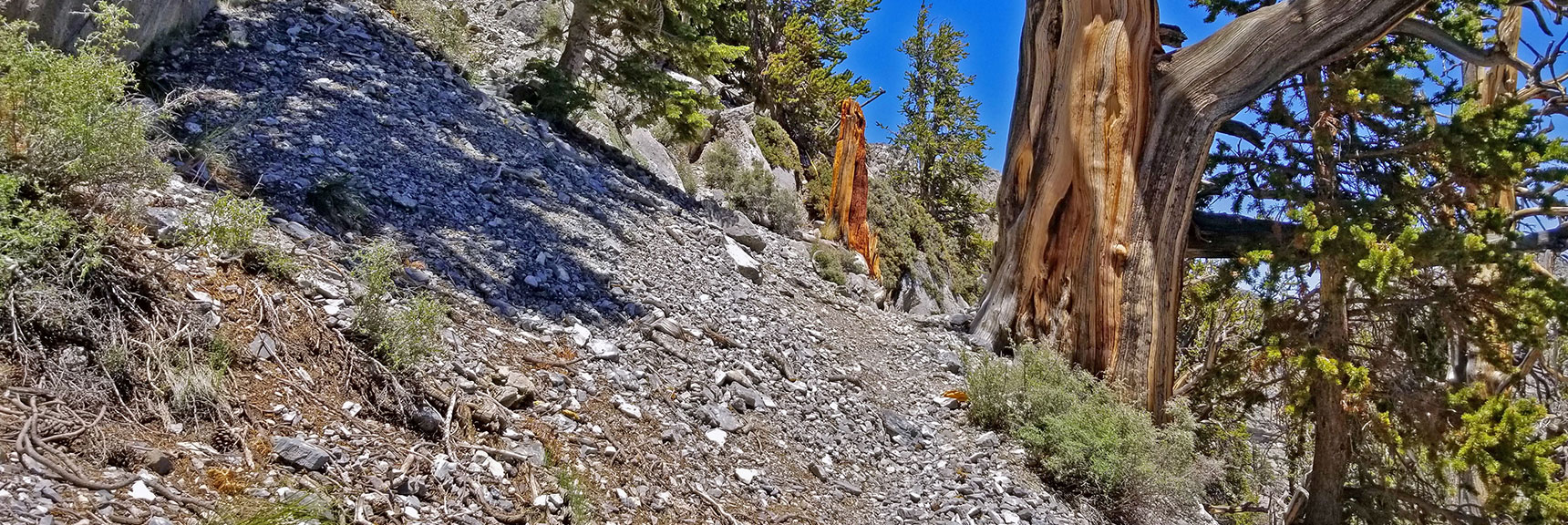 Hard Left Ahead Will Lead to Beginning of Final Approach Ledge (Band of Trees) | Macks Peak | Mt Charleston Wilderness | Spring Mountains, Nevada
