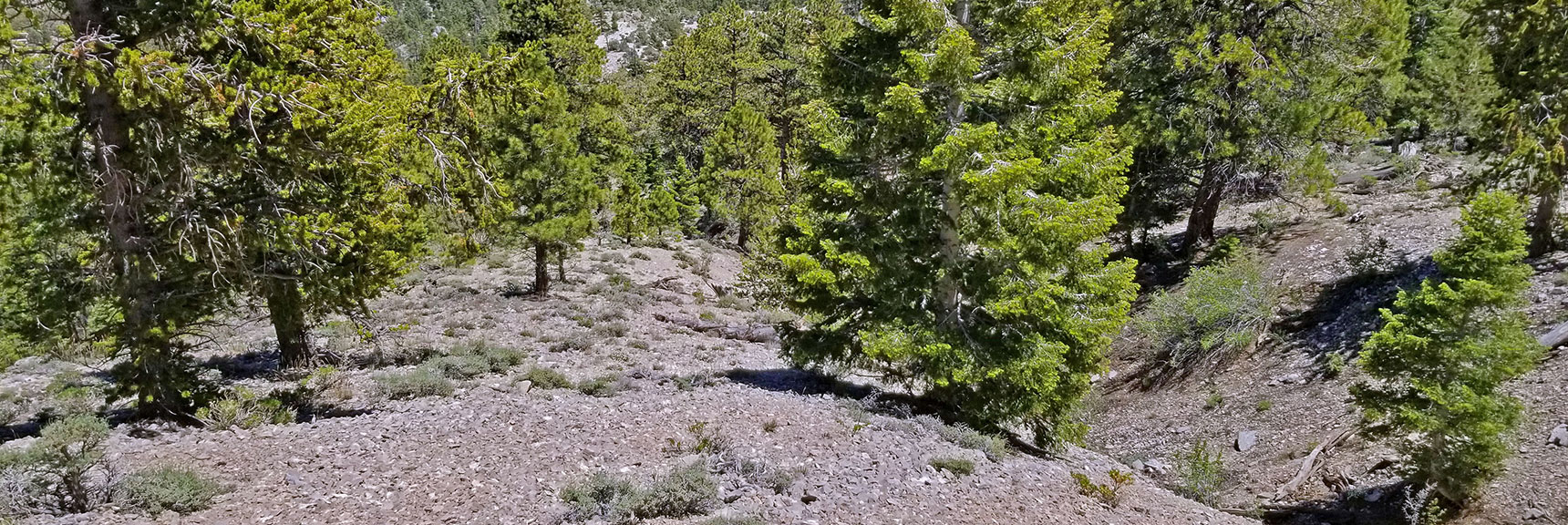 Descending Wash Gully Appears. Will Take This Down to the Upper Group Campground | Macks Peak | Mt Charleston Wilderness | Spring Mountains, Nevada