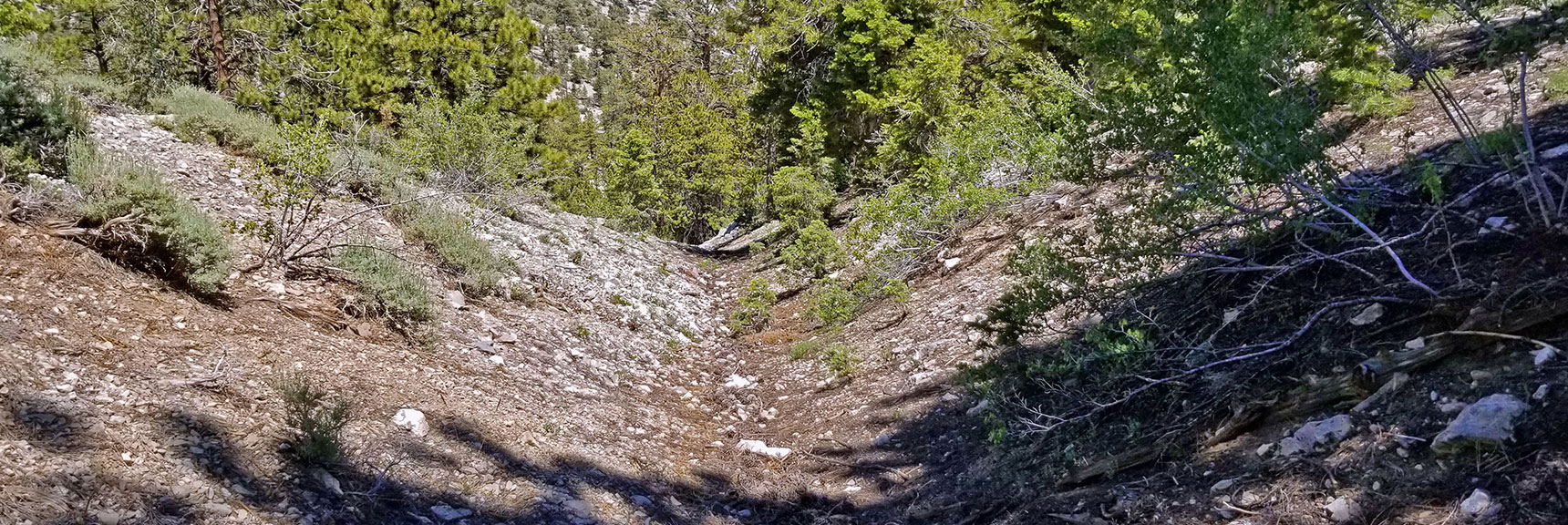 Wash Gully Good Surface, Gradual, No Obstacles| Macks Peak | Mt Charleston Wilderness | Spring Mountains, Nevada