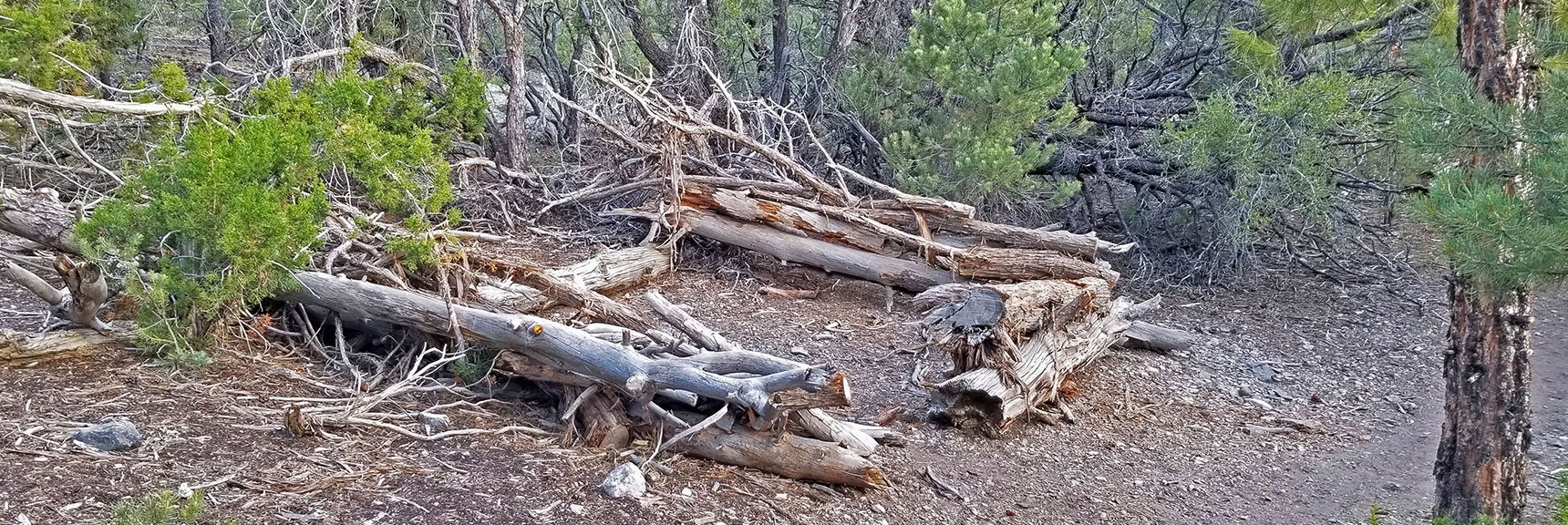 Shelter Along the Trail. Horse Corral? Camping Spot? | Pinyon Pine Loop Trail | Sawmill Trailhead | Lee Canyon | Mt Charleston Wilderness | Spring Mountains, Nevada