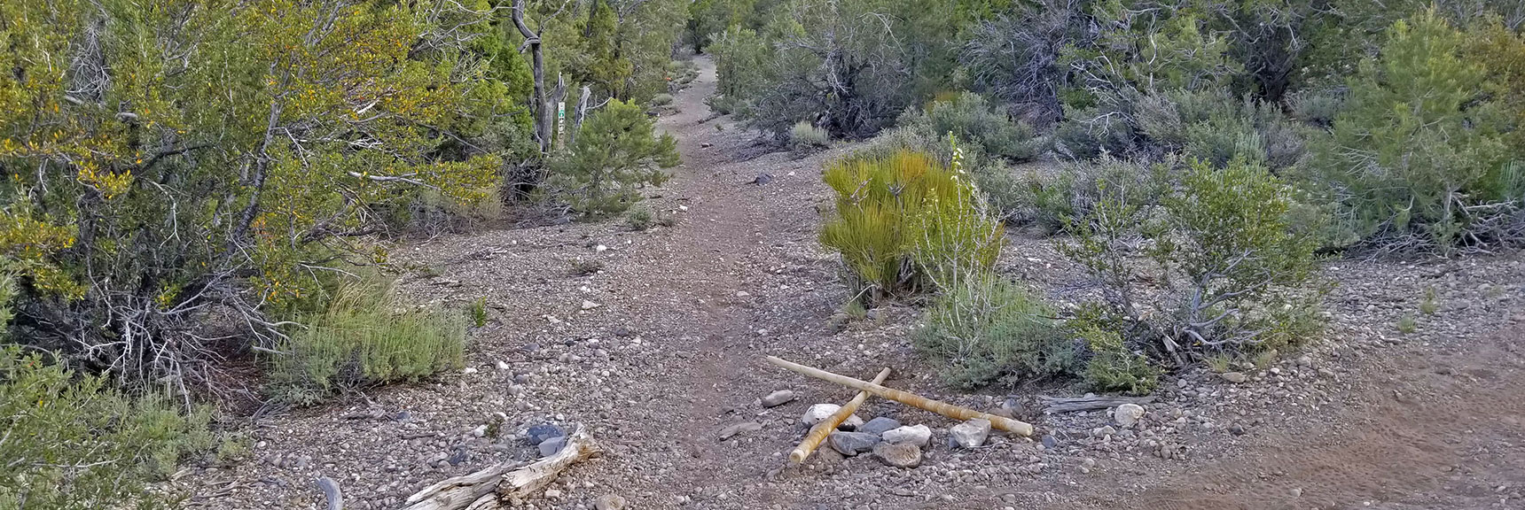 Second Turnoff from Main Trail for Both Mud Springs Loop (green) and Pinyon Pine Loop (red). Only Shows Green. | Pinyon Pine Loop Trail | Sawmill Trailhead | Lee Canyon | Mt Charleston Wilderness | Spring Mountains, Nevada
