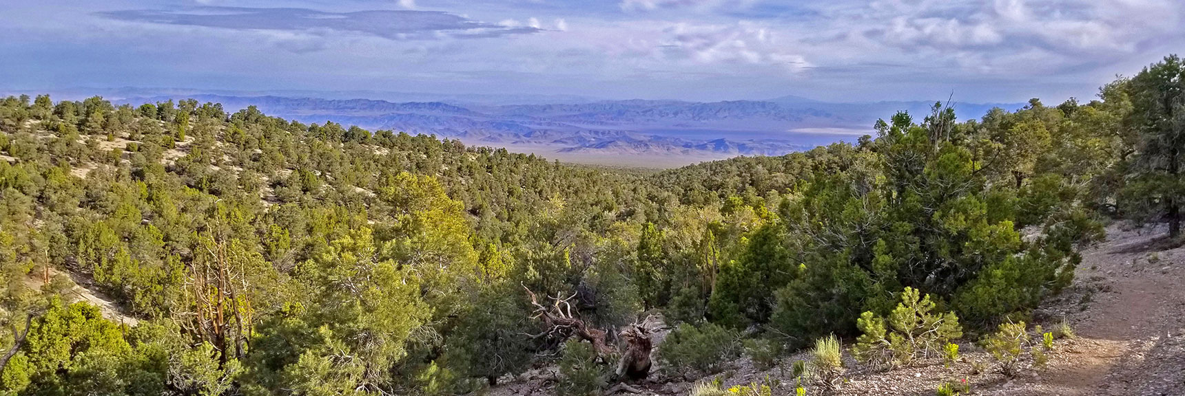 Center of Mud Springs Loop and Beyond. We're on the East Side of the Loop. | Pinyon Pine Loop Trail | Sawmill Trailhead | Lee Canyon | Mt Charleston Wilderness | Spring Mountains, Nevada