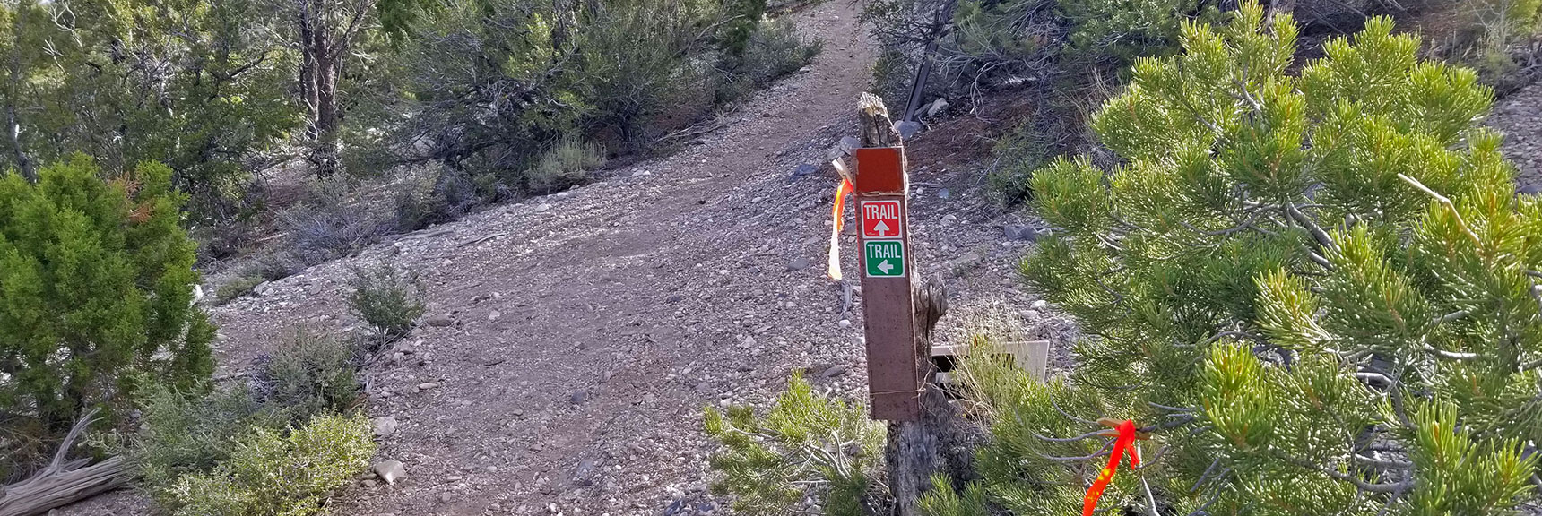 Here's Where I Left Mud Springs Loop (green) and Mistakenly Continued Forward on Pinyon Pine (red). | Pinyon Pine Loop Trail | Sawmill Trailhead | Lee Canyon | Mt Charleston Wilderness | Spring Mountains, Nevada
