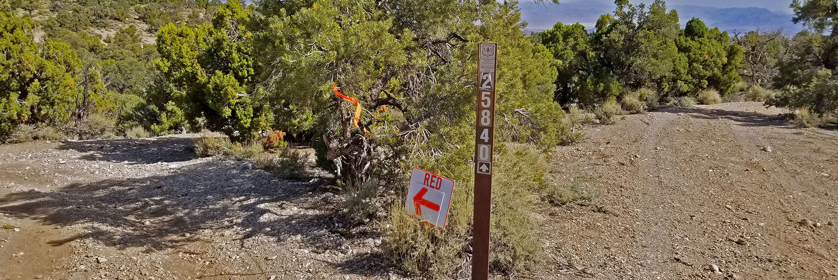 Beginning of Multiple Road Intersections. No Permanent Marker Indicating Where the Trail Goes. Temp Running Event Marker. | Pinyon Pine Loop Trail | Sawmill Trailhead | Lee Canyon | Mt Charleston Wilderness | Spring Mountains, Nevada