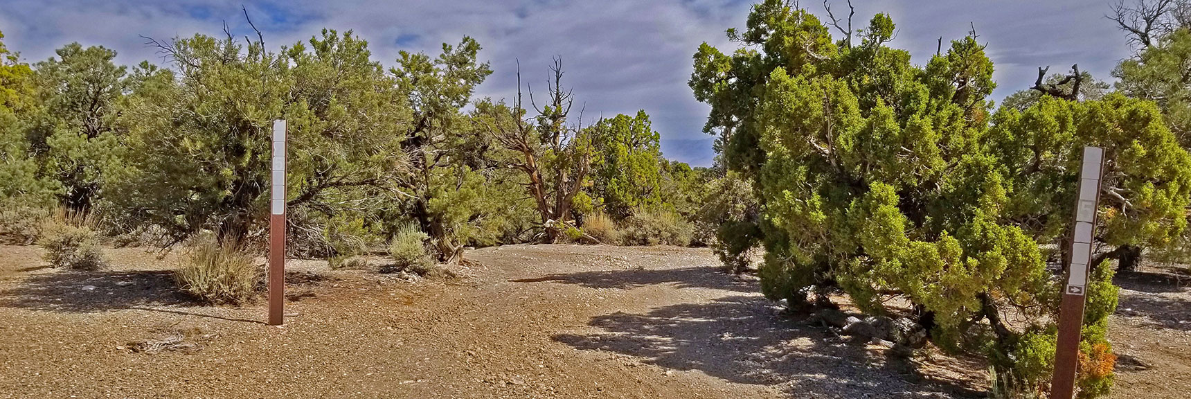 More Road Splits. Signs Difficult to Read, But Wouldn't Help Show Where Pinyon Pine Trail Goes. | Pinyon Pine Loop Trail | Sawmill Trailhead | Lee Canyon | Mt Charleston Wilderness | Spring Mountains, Nevada