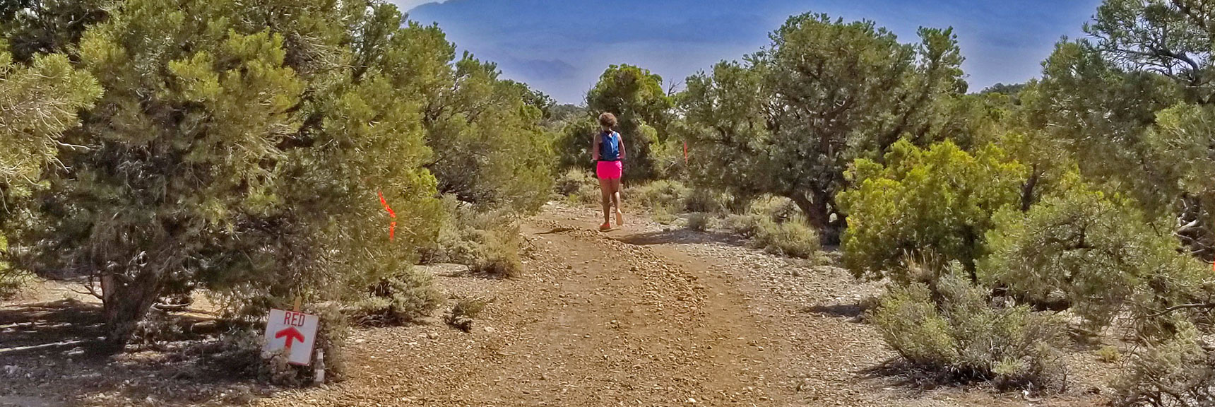 Sawmill Relay Runner and Temporary One-Day Trail Marker. | Pinyon Pine Loop Trail | Sawmill Trailhead | Lee Canyon | Mt Charleston Wilderness | Spring Mountains, Nevada