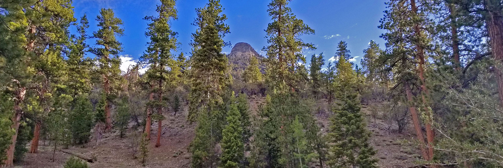 The Sisters South Peak Viewed From the Trail Through the Trees.| The Sisters South | Lee Canyon | Mt Charleston Wilderness | Spring Mountains, Nevada