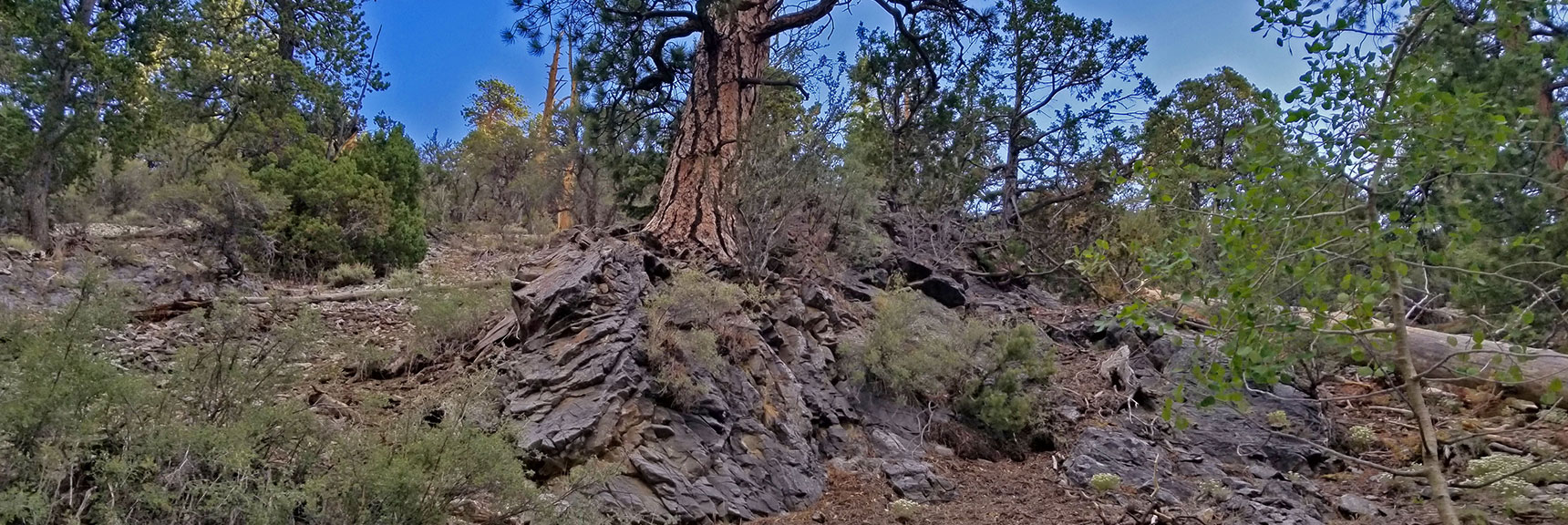This Tree Apparently Growing Out of a Solid Rock! | The Sisters South | Lee Canyon | Mt Charleston Wilderness | Spring Mountains, Nevada