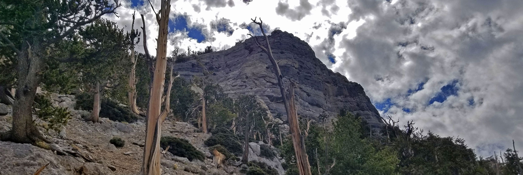 Heading Up the Final Southern Approach Slope with Beautiful Bristlecone Pine Forest. | The Sisters South | Lee Canyon | Mt Charleston Wilderness | Spring Mountains, Nevada