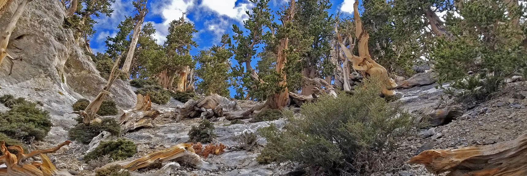 Weaving Through Majestic Pines, Along the Western Summit Cliff-line | The Sisters South | Lee Canyon | Mt Charleston Wilderness | Spring Mountains, Nevada