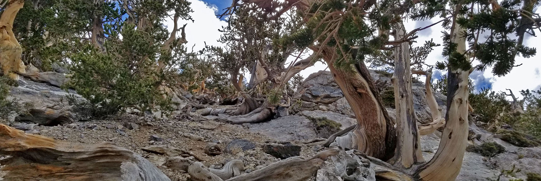Looking Through More Pines Toward the Eastern Summit Cliff. | The Sisters South | Lee Canyon | Mt Charleston Wilderness | Spring Mountains, Nevada