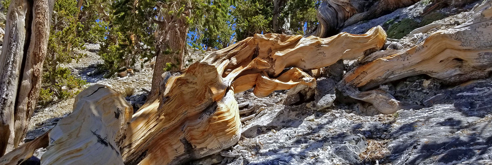 Bristlecone Pines are as Beautiful in Death and in Life | The Sisters South | Lee Canyon | Mt Charleston Wilderness | Spring Mountains, Nevada