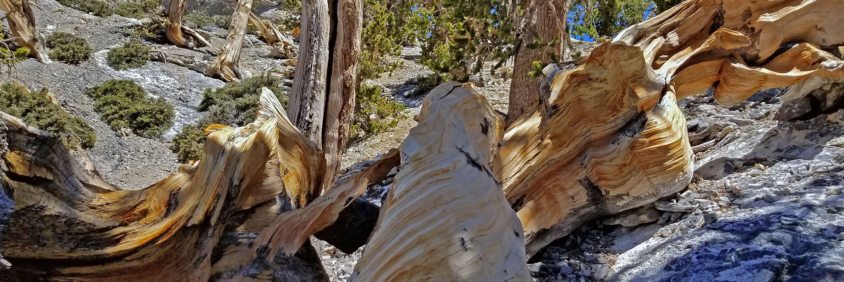 The Bare Wooden Trunks Show Amazing Twisting Patterns | The Sisters South | Lee Canyon | Mt Charleston Wilderness | Spring Mountains, Nevada