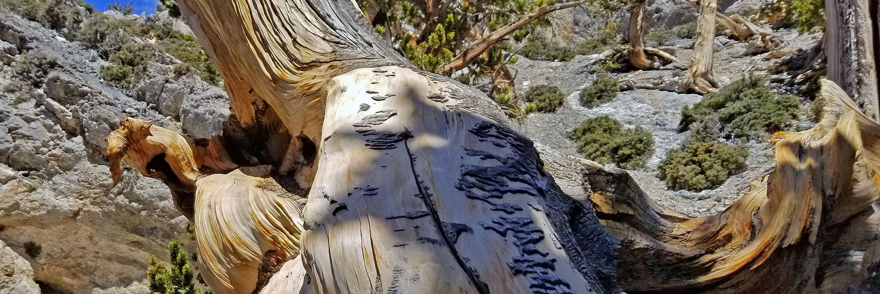 This Was a Massive Ancient Tree Between 1 and 2,000 Years Old | The Sisters South | Lee Canyon | Mt Charleston Wilderness | Spring Mountains, Nevada