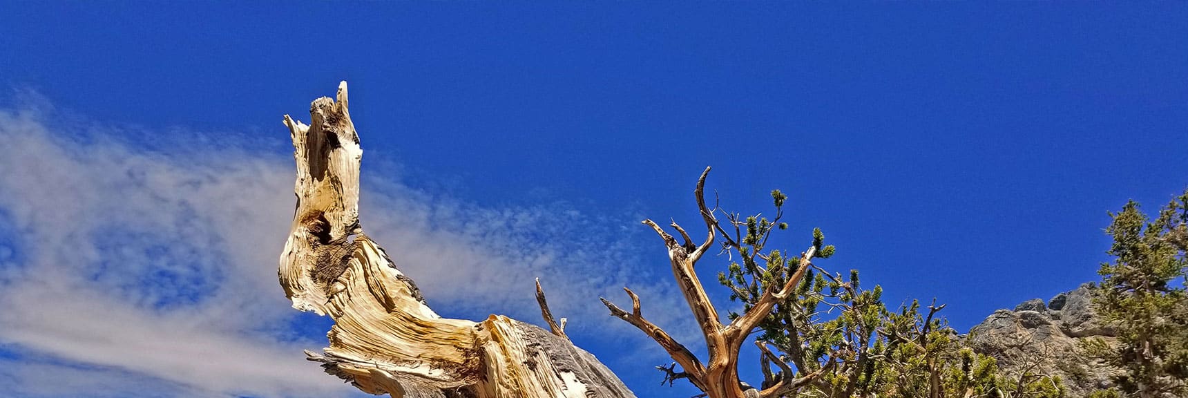 Blue Sky, Golden Clouds, Bronze Wood, Green Pine Branches, Gray Rock...a Symphony of Color! | The Sisters South | Lee Canyon | Mt Charleston Wilderness | Spring Mountains, Nevada