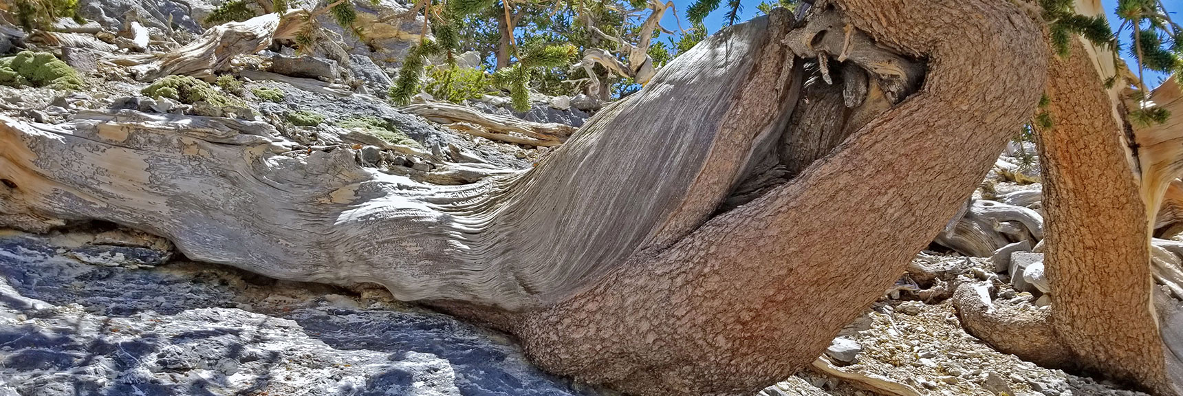 New Life Continues to Emerge from This Fallen Giant. | The Sisters South | Lee Canyon | Mt Charleston Wilderness | Spring Mountains, Nevada