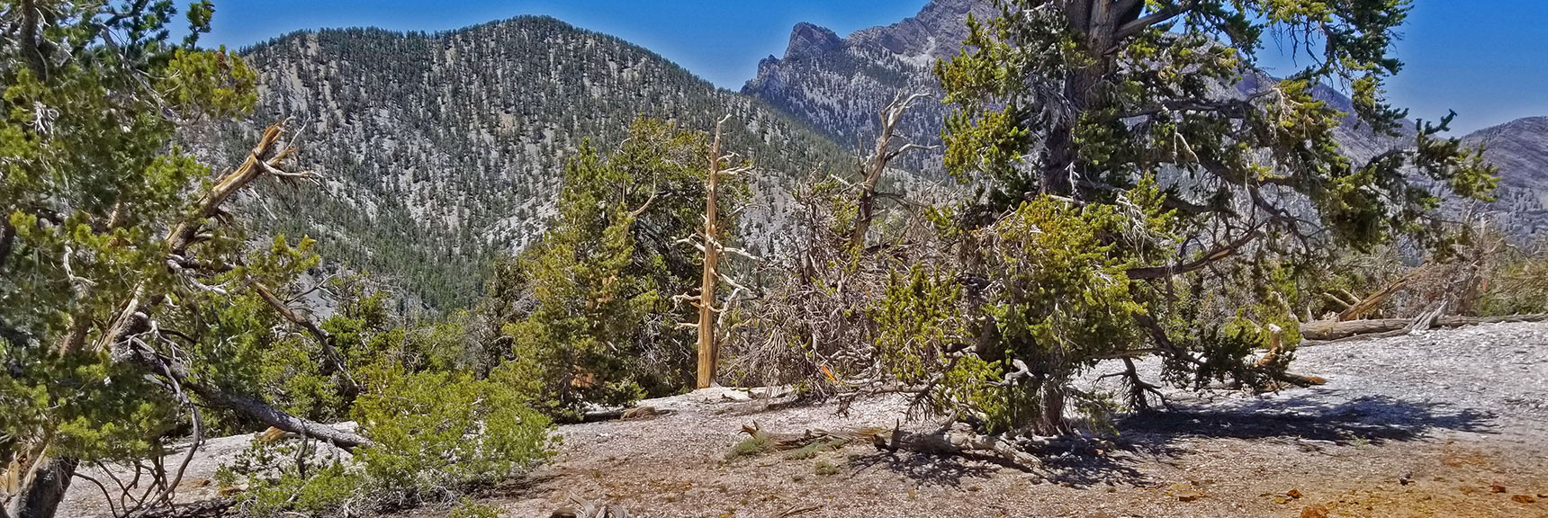 Western Descent Ridge from The Sisters South. This is the Main Trail. | The Sisters South | Lee Canyon | Mt Charleston Wilderness | Spring Mountains, Nevada