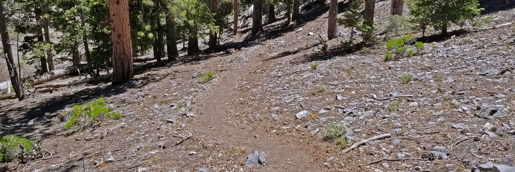 Trail Now Descends Along the Left (East) Side of the Western Approach Ridge. | The Sisters South | Lee Canyon | Mt Charleston Wilderness | Spring Mountains, Nevada