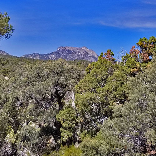 Pinyon Pine Loop Trail | Sawmill Trailhead | Lee Canyon | Mt Charleston Wilderness | Spring Mountains, Nevada