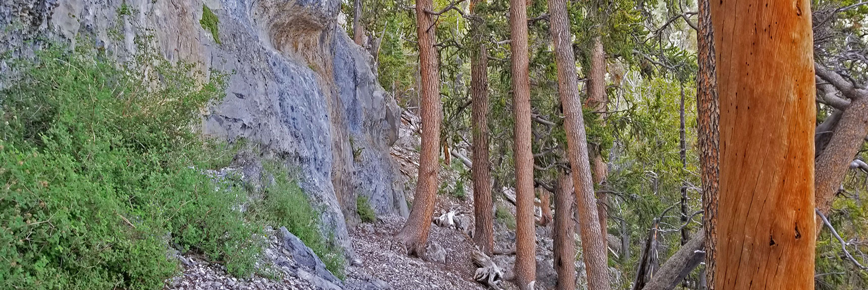 Skirting the Base of the 50-Yard Cliff Line Leading to the Gully Gap | Lee and Charleston Peaks via Lee Canyon Mid Ridge | Mt Charleston Wilderness | Spring Mountains, Nevada