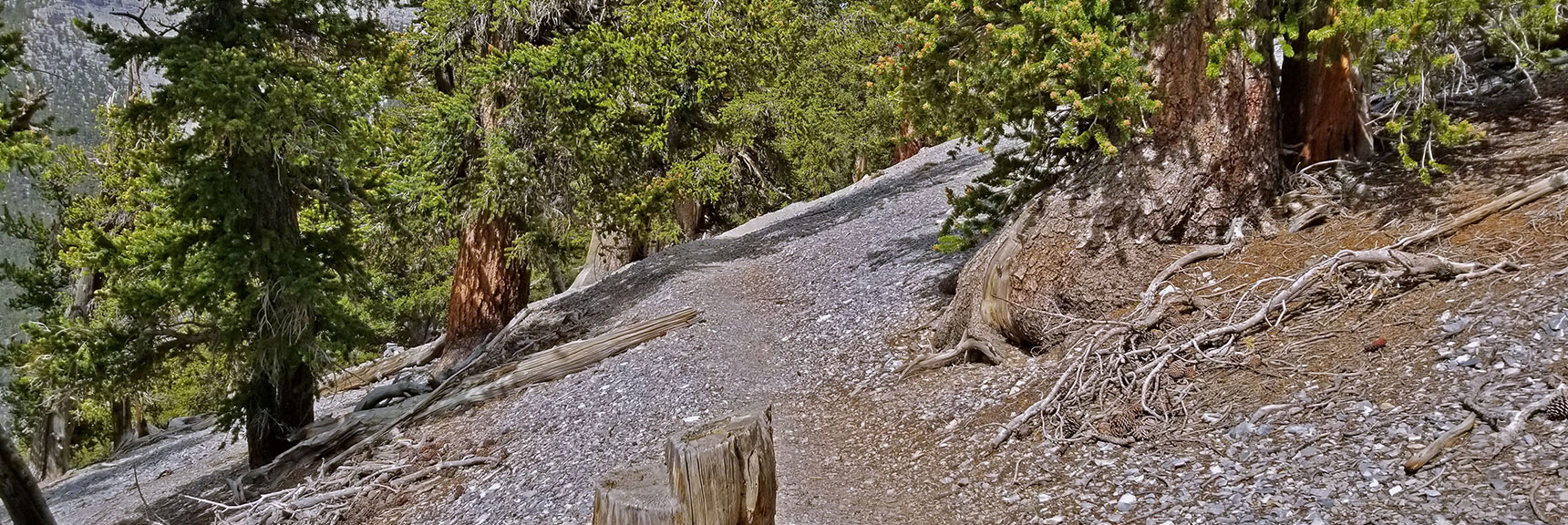 Right Turn Onto Trail Just a Mile or So Below Lee Peak Summit Approach | Lee and Charleston Peaks via Lee Canyon Mid Ridge | Mt Charleston Wilderness | Spring Mountains, Nevada
