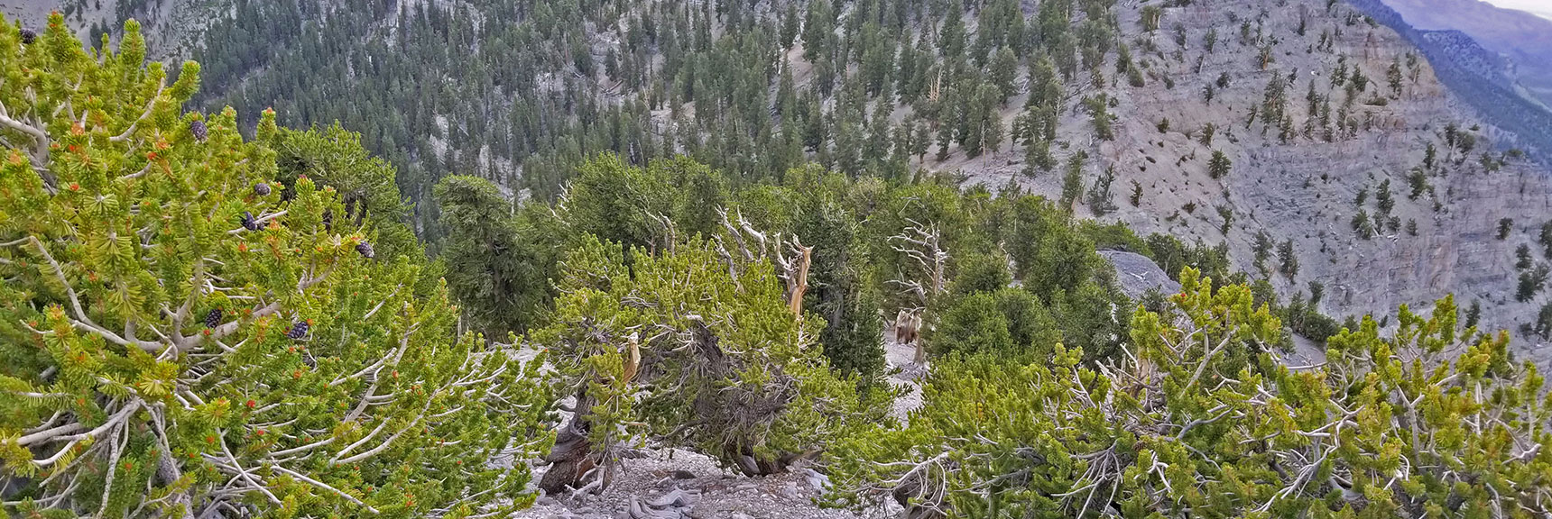 Heading Down Lee Peak's Opposite Ridge To Reconnect with the North Loop Trail | Lee and Charleston Peaks via Lee Canyon Mid Ridge | Mt Charleston Wilderness | Spring Mountains, Nevada
