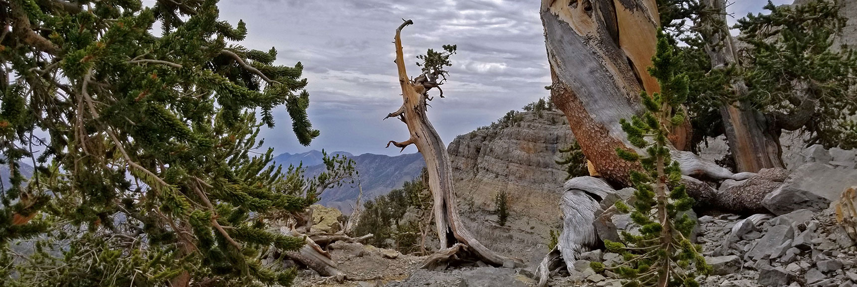 Entering the Zone of the Most Beautiful Ancient Bristlecone Pine Sculptures | Lee and Charleston Peaks via Lee Canyon Mid Ridge | Mt Charleston Wilderness | Spring Mountains, Nevada