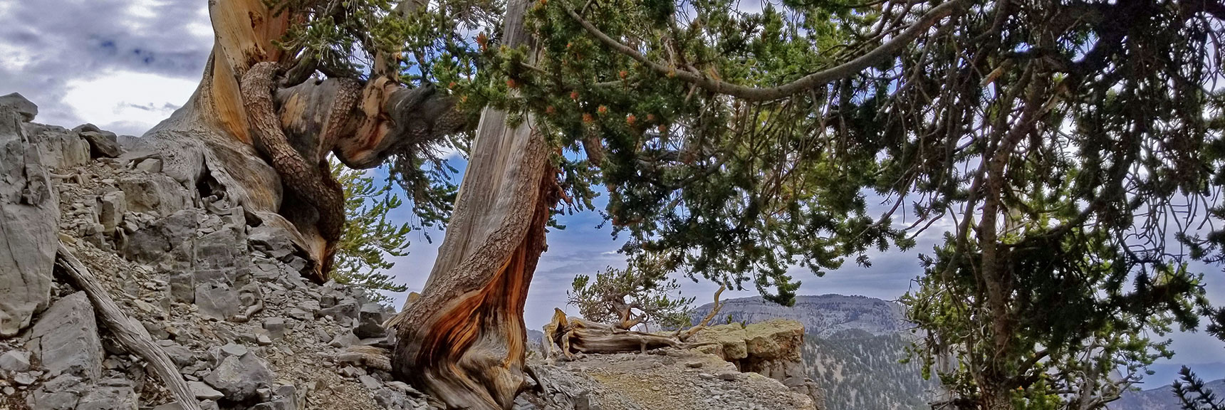 More Bristlecone Pine Natural Sculptures and a Plateau Viewpoint | Lee and Charleston Peaks via Lee Canyon Mid Ridge | Mt Charleston Wilderness | Spring Mountains, Nevada