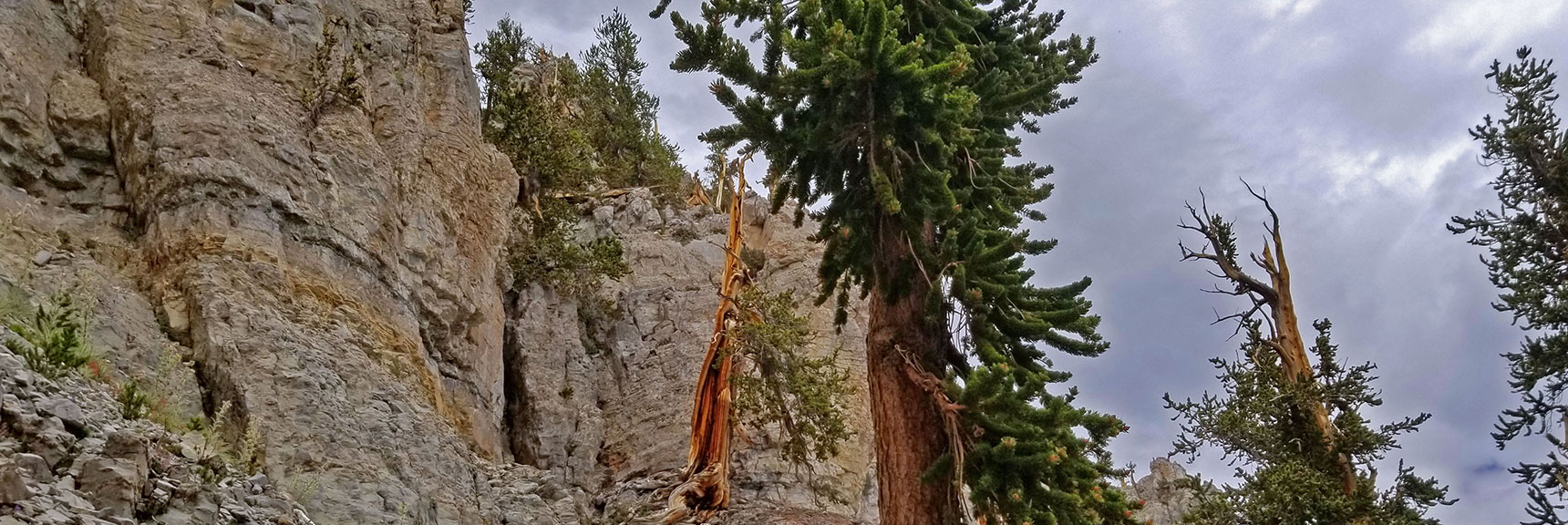 Turn Around Often to See an Entirely Different View of Majestic Trees and Cliffs | Lee and Charleston Peaks via Lee Canyon Mid Ridge | Mt Charleston Wilderness | Spring Mountains, Nevada