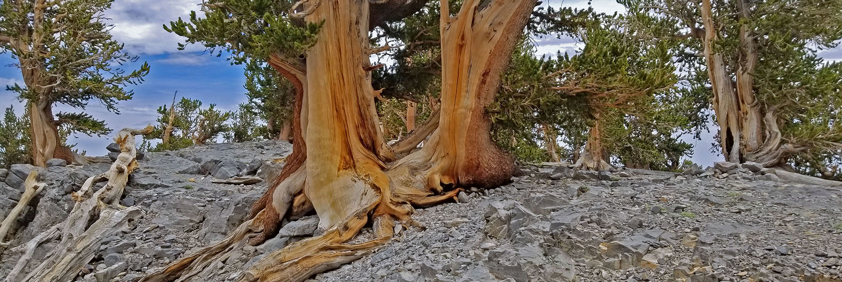 More Bristlecone Pine Sculptures on Another Plateau Viewpoint | Lee and Charleston Peaks via Lee Canyon Mid Ridge | Mt Charleston Wilderness | Spring Mountains, Nevada