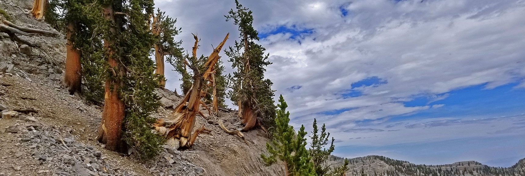 Turn Around to See Bristlecone Pine Sculptures you Missed | Lee and Charleston Peaks via Lee Canyon Mid Ridge | Mt Charleston Wilderness | Spring Mountains, Nevada