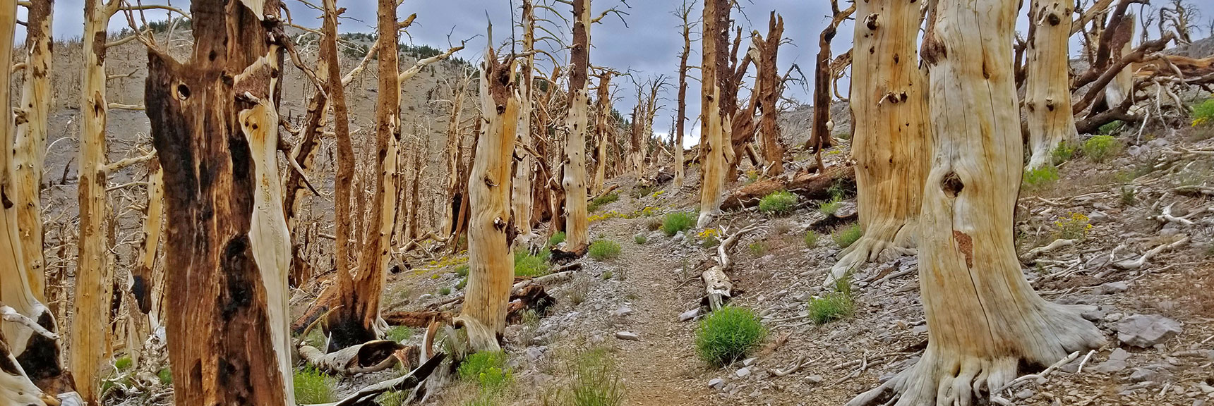 Ancient Trees Over 2000 Years Old Lost in a Moment. Wait 2000 Years for Return of Trees. | Lee and Charleston Peaks via Lee Canyon Mid Ridge | Mt Charleston Wilderness | Spring Mountains, Nevada