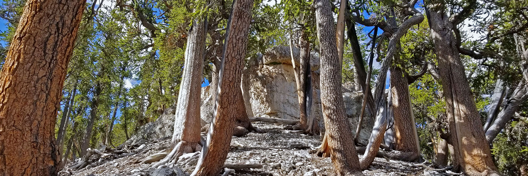 More Cliffs/Rocky Bluffs Appear. A Faint Trail Will Appear to the Left. | Lee Peak Summit via Lee Canyon Mid Ridge | Mt. Charleston Wilderness | Spring Mountains, Nevada