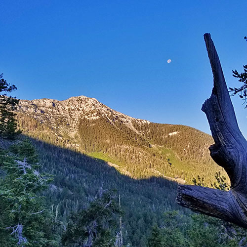 Lee Peak Summit via Lee Canyon Mid Ridge | Mt. Charleston Wilderness | Spring Mountains, Nevada