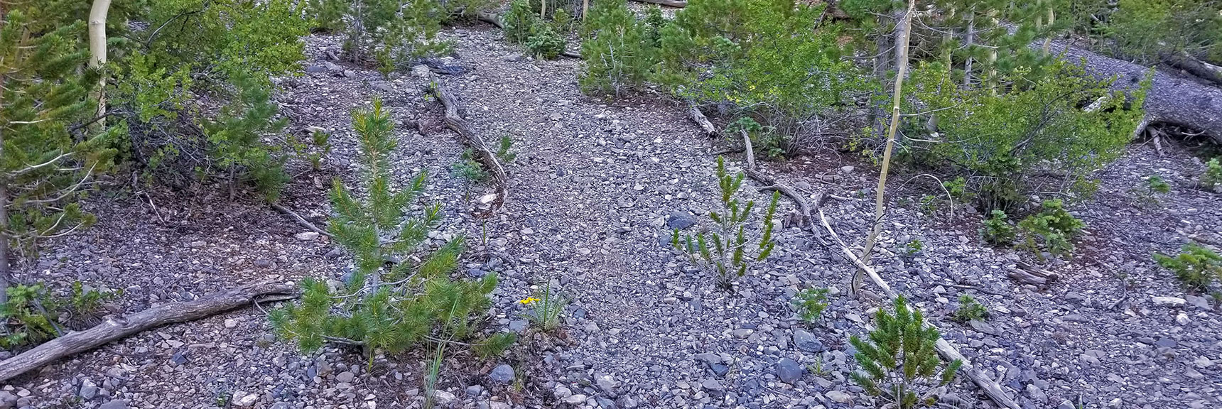 Side Trail to Foxtail Springs. Created by Girl Scouts? | Lee to Kyle Canyon | Foxtail Approach | Mt Charleston Wilderness | Spring Mountains, Nevada