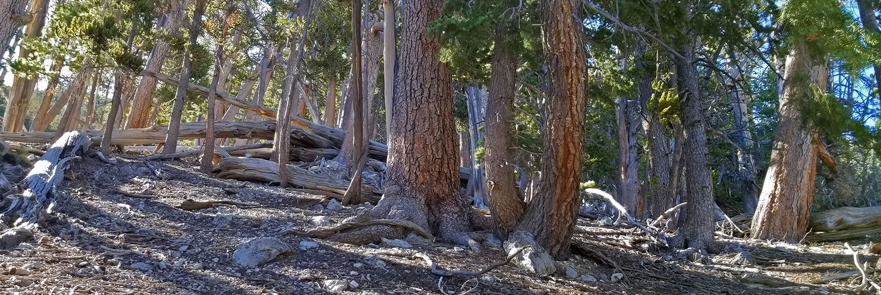 Many Fallen Trees on Ridge. Harsh Winters? Radically Steep Slopes? | Lee to Kyle Canyon | Foxtail Approach | Mt Charleston Wilderness | Spring Mountains, Nevada