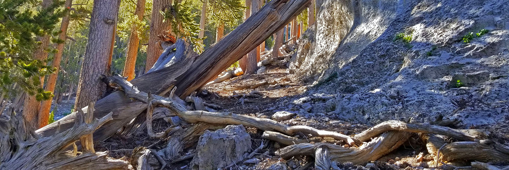 Passage Between the Cliff and Foxtail Canyon Wash Below | Lee to Kyle Canyon | Foxtail Approach | Mt Charleston Wilderness | Spring Mountains, Nevada