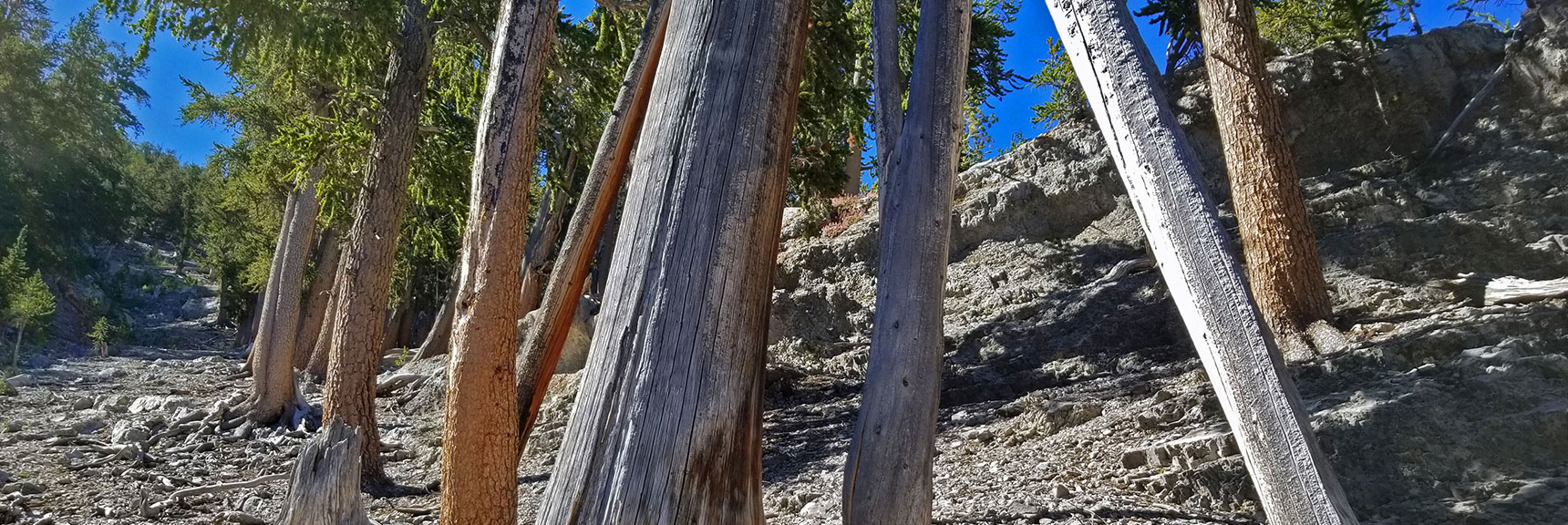 Cliffs and Rocks Begin to Taper Off Above | Lee to Kyle Canyon | Foxtail Approach | Mt Charleston Wilderness | Spring Mountains, Nevada