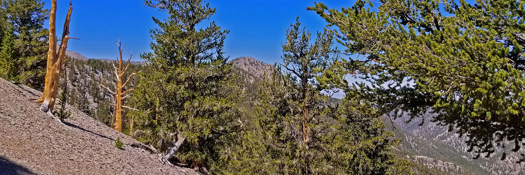 Lee Peak in View to Southwest | Lee to Kyle Canyon | Foxtail Approach | Mt Charleston Wilderness | Spring Mountains, Nevada
