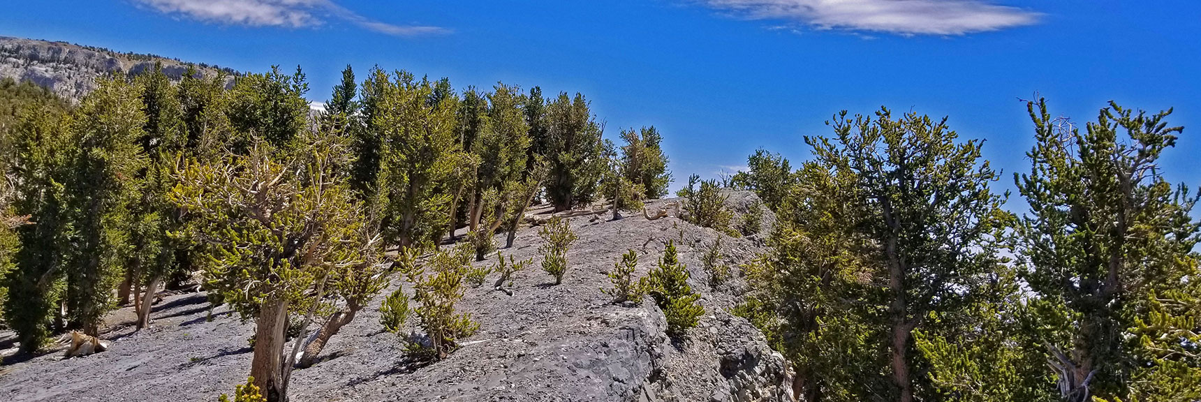 Sheer Cliff Over Right (South) Edge of Limestone High Point | Lee to Kyle Canyon | Foxtail Approach | Mt Charleston Wilderness | Spring Mountains, Nevada