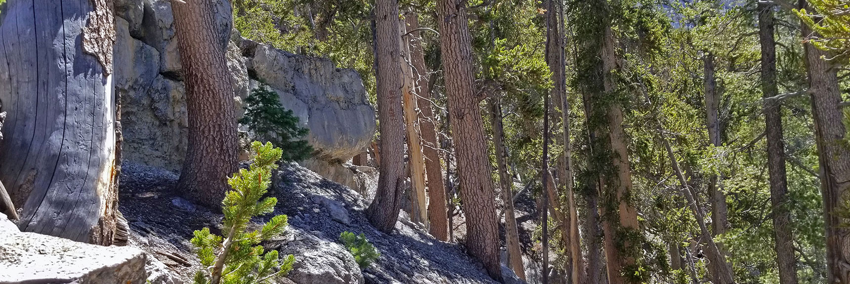 Hug the Base of the Cliff on This Narrow Passageway | Lee to Kyle Canyon | Foxtail Approach | Mt Charleston Wilderness | Spring Mountains, Nevada