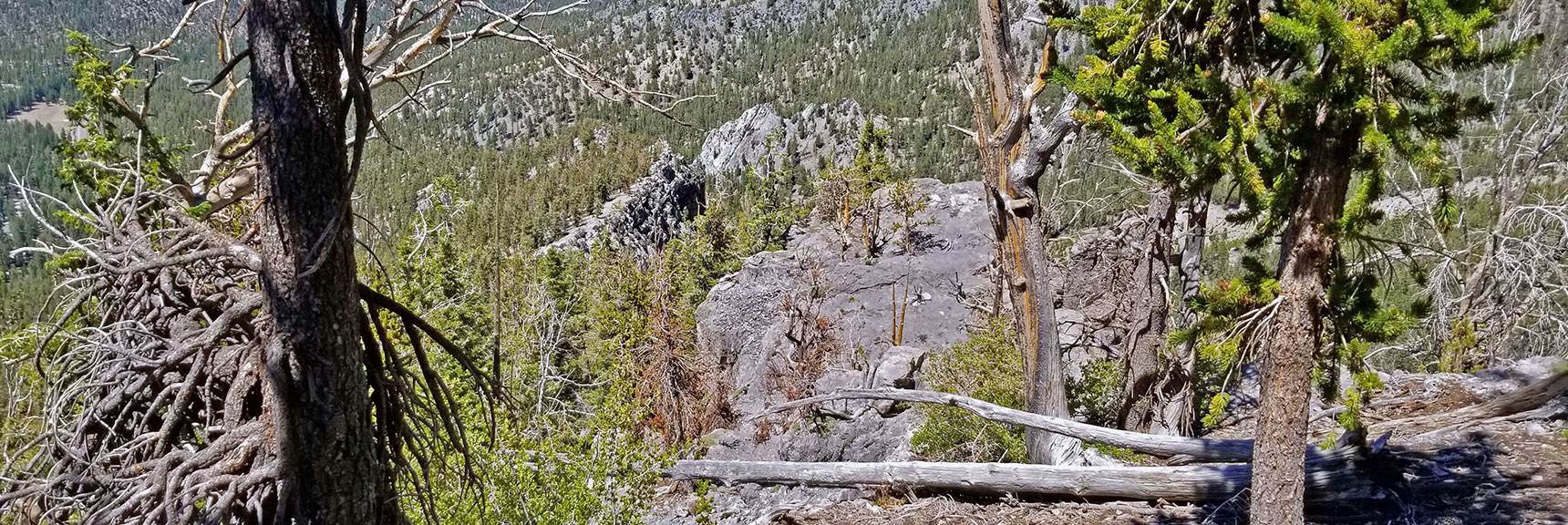 Navigating Rocky Sections on Lee Canyons Mid Ridge Descent | Lee to Kyle Canyon | Foxtail Approach | Mt Charleston Wilderness | Spring Mountains, Nevada